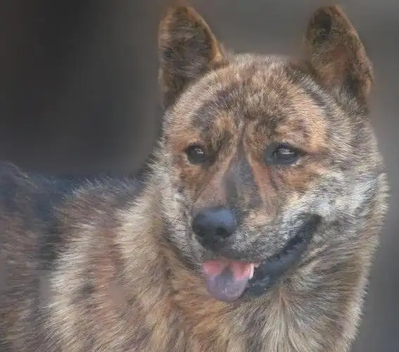 虎斑犬特别的勇敢,能吃苦,适应能力特别好,就算在恶