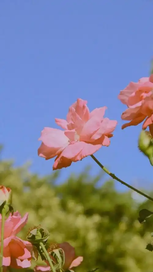 小清新风月季花唯美风景