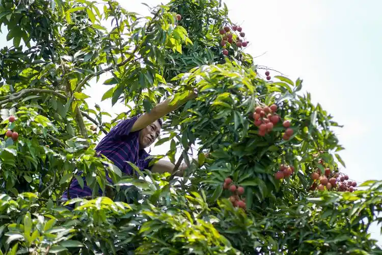7月14日,在睦和村的荔枝果园内,村民黄明在荔枝树上采摘荔枝鲜. .