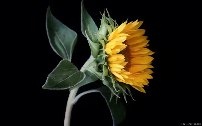 向日葵关闭了壁纸1600x1200分辨率查看