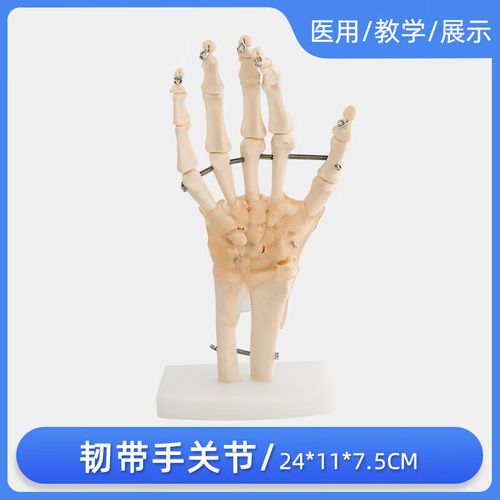 人体手关节骨教学模型手腕手部解剖手掌骨骼附韧带可活动结构指骨桡骨