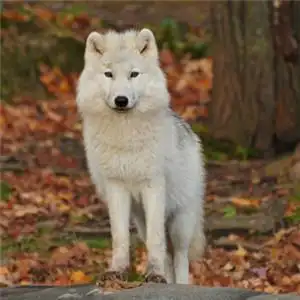 狼头像凶残的狼图片