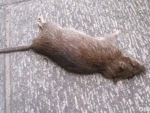 周公解梦:梦见打死老鼠是什么意思?