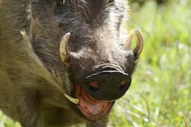 俄罗斯野猪泛滥成灾体重2200斤敢咬大老虎传入中国怎么办