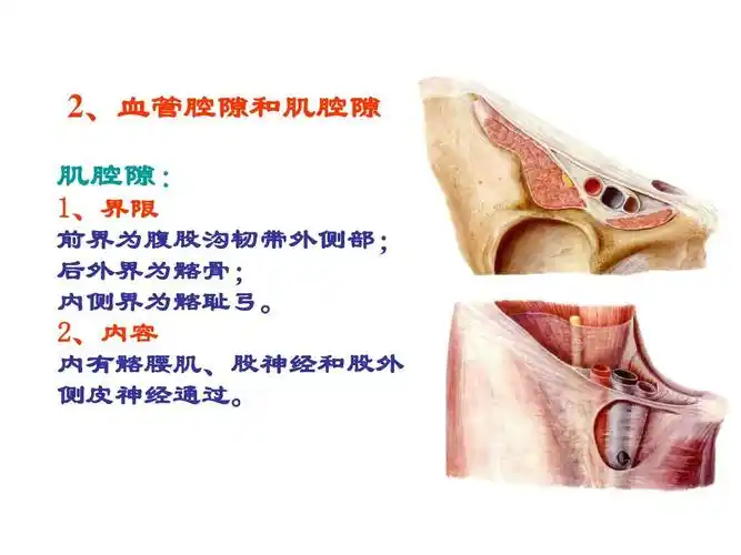 腔隙和肌腔隙 肌腔隙: 1,界限 前界为腹股沟韧带外侧部; 后外界为髂骨
