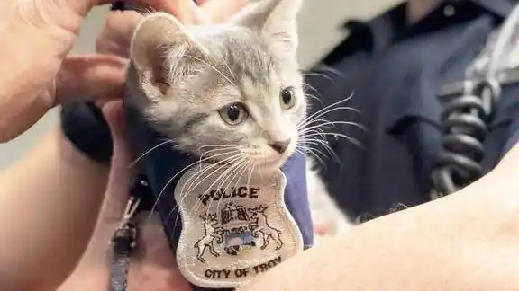 国外一只猫咪加入警察局正式成为一名警猫