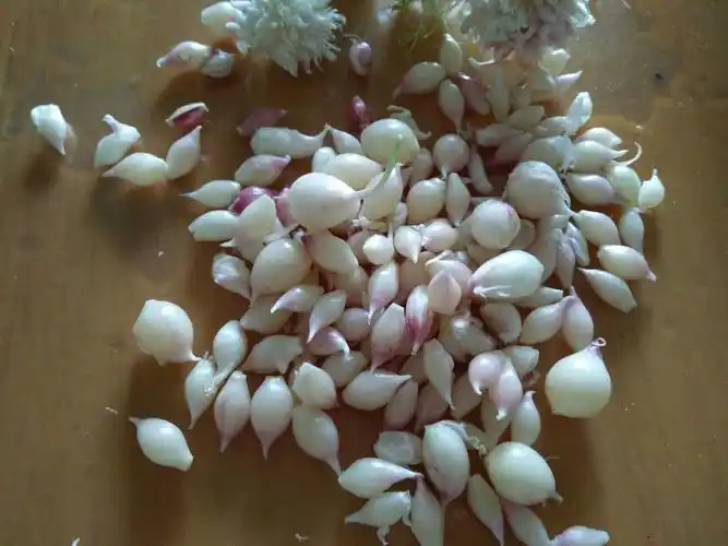 蒜苔里长出了小蒜头