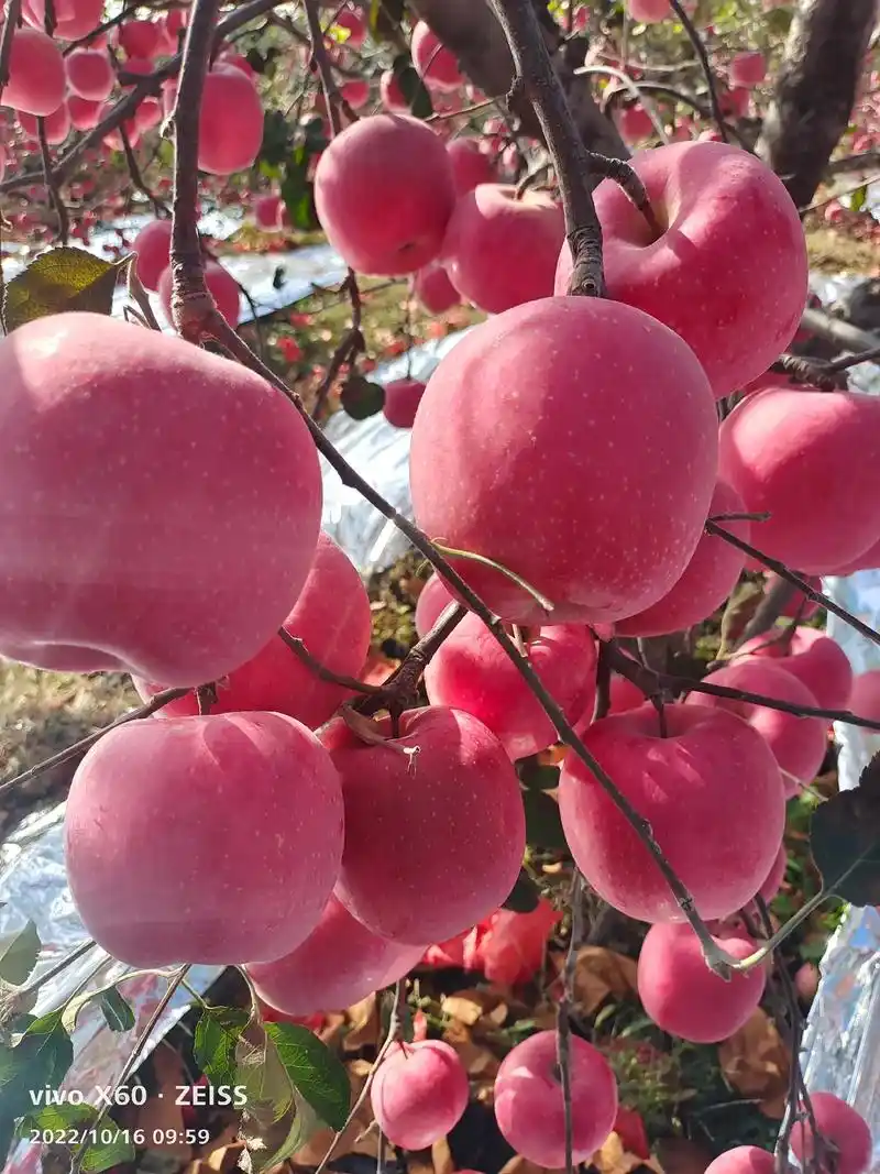 栖霞苹果!甜美栖霞! - 抖音