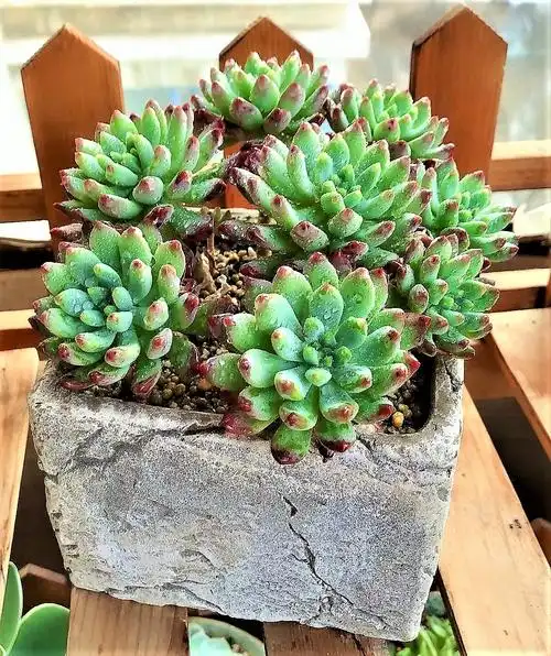 植物名称:蓝苹果