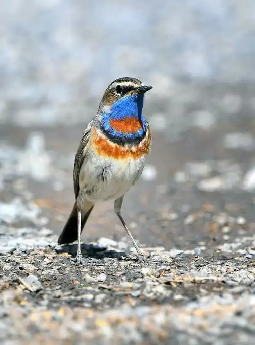 04我的野生动物邻居从未见过此鸟9191912017-06-02梳羽很漂亮!