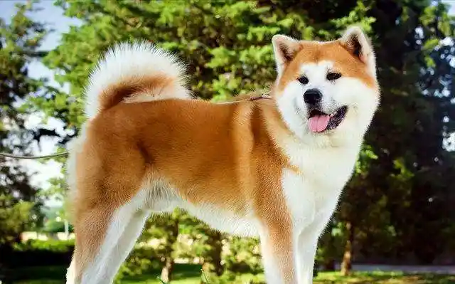 养一只秋田犬会上瘾,这4大优点让人着迷