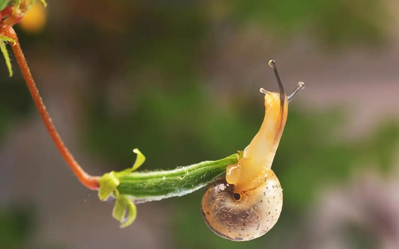 可爱蜗牛高清动物图片电脑高清壁纸