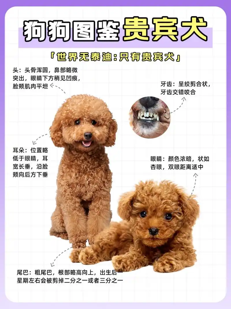 狗狗图鉴-泰迪 世界无泰迪:只有贵宾犬!