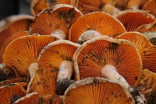 盘点云南十大野生菌黑虎掌菌上榜第一被视为菌中珍宝3