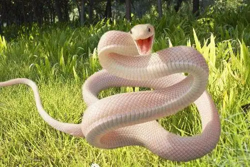 男子为救白蛇跌下悬崖,痛苦中被白蛇咬死,家人上坟来了惊喜