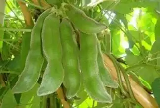 厂家供应藜豆提取物 左旋多巴含量98% 猫豆提取物