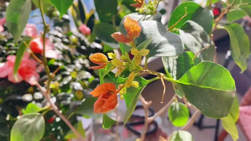 三角梅花苞开始露色,能不能喷洒磷酸二氢钾?一起看看吧!