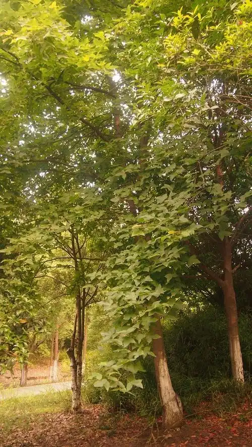 枫香树脂(枫香树脂的开发与利用)