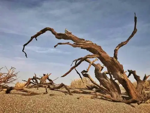 随处可见枯萎的树木,像是在诉说这篇土地的历史