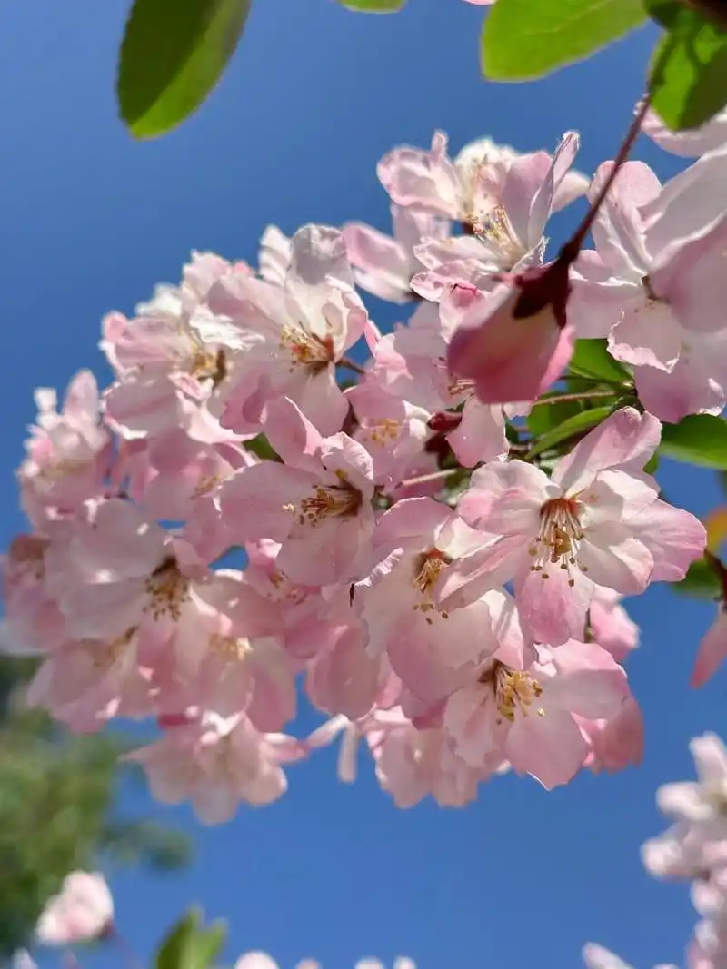 春天里盛开的海棠花 我拍的海棠花91 西府海棠介绍 别名:海红,子母