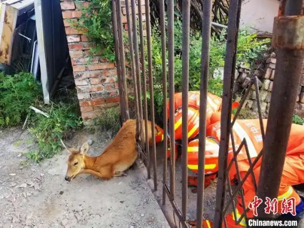 山西晋中两天两只傻狍子夜闯县城被困