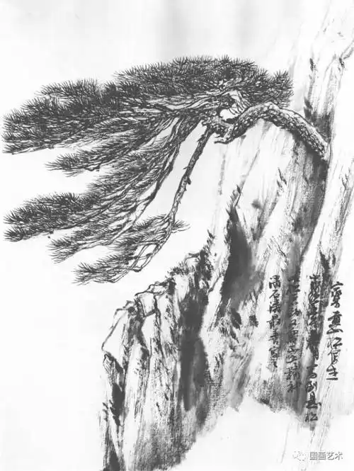 松树写生图例分享