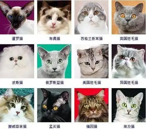 史上最贵的猫竟然是它不要骗人好吗