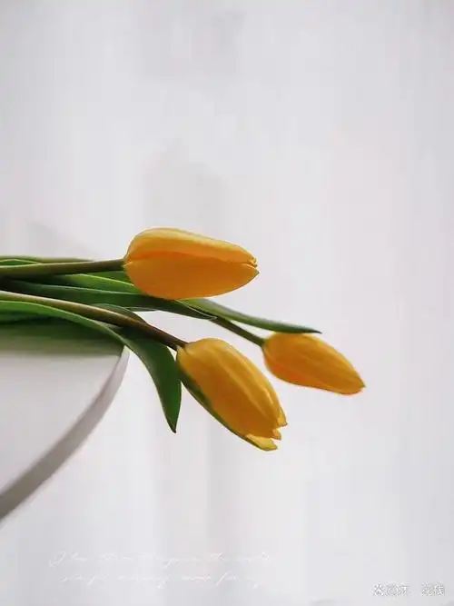 超级干货开花店必知花语大全