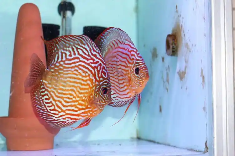 七彩神仙苗子野血系红松石