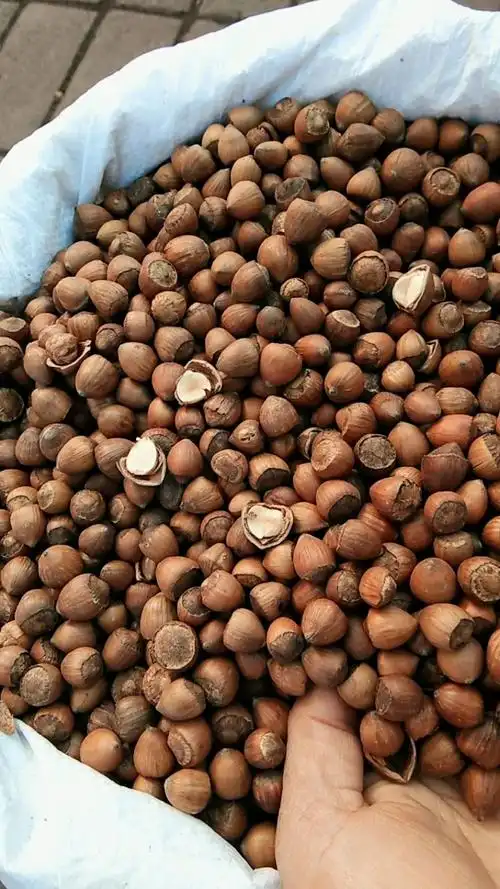 纯野生的毛榛子,野生木耳,开口红松松子,大枣,需要的可以联系我,电话