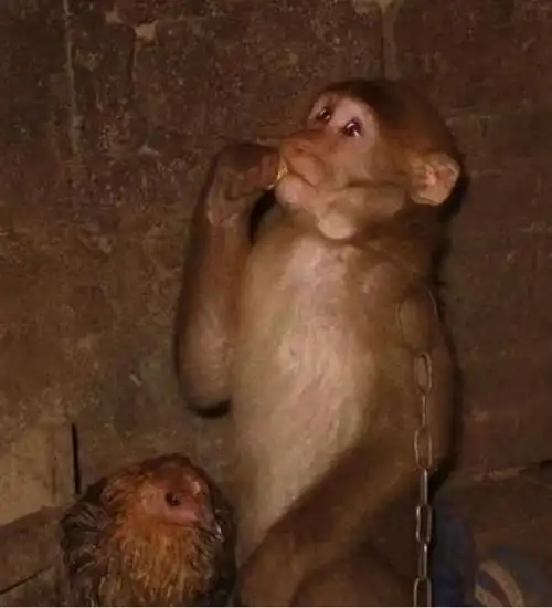 主人好奇不已,得知猴子的目的感到很心疼|马戏团|小鸡|动物园_新浪