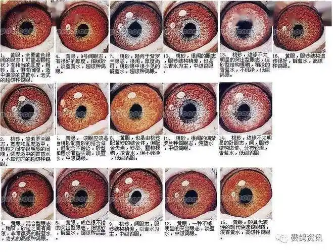 看鸽眼快速识别好赛鸽