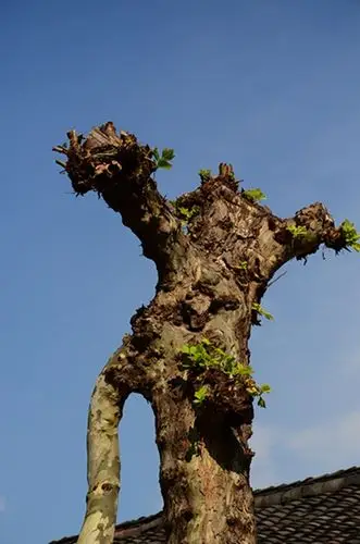 阆中古城奇美多,枯木树桩都有像.