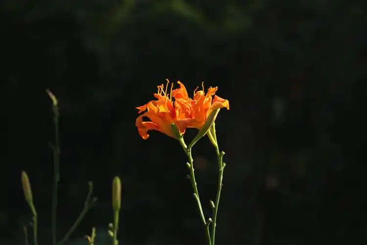 萱草生堂阶,游子行天涯;慈母依堂前,不见萱草花.