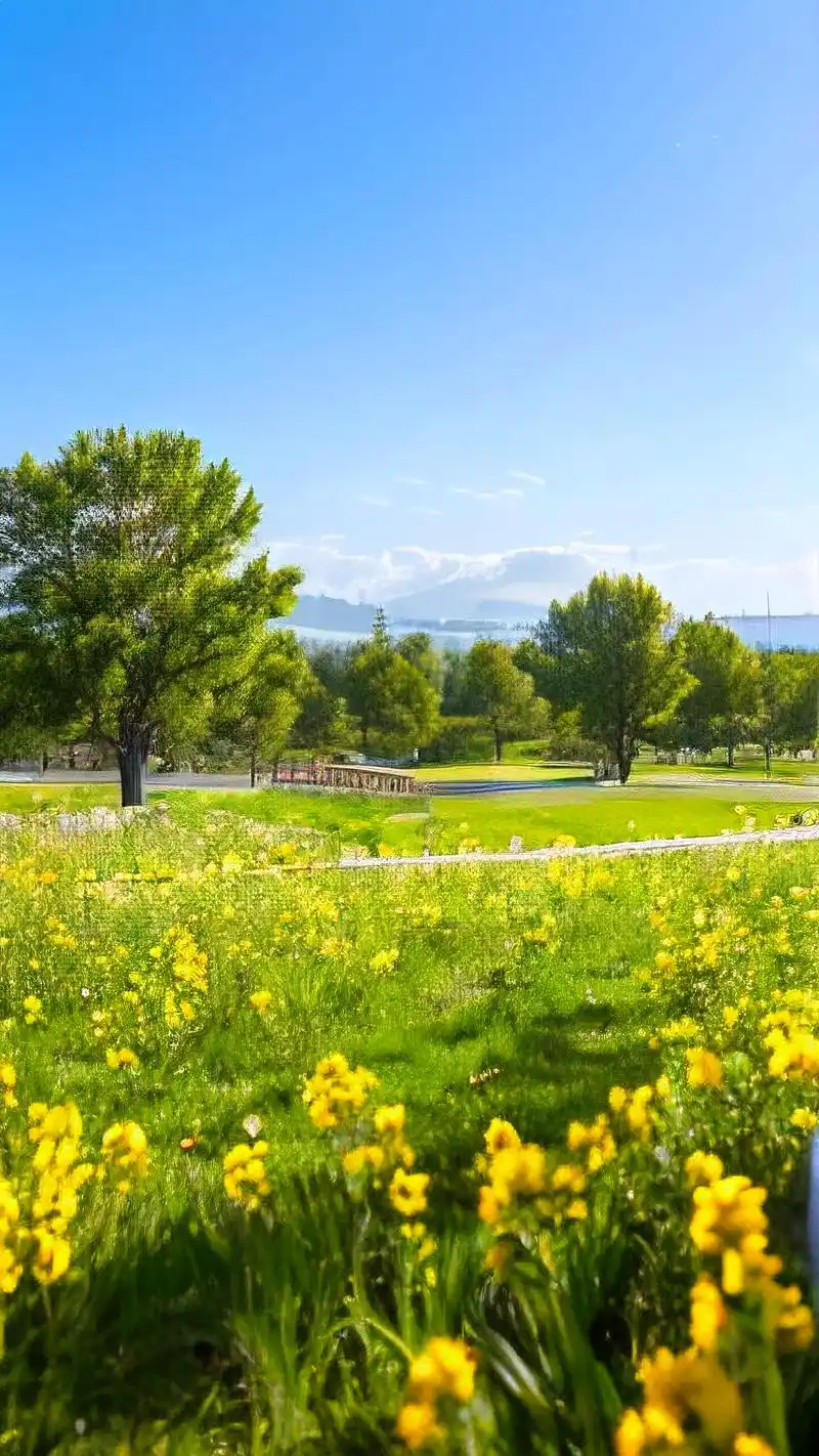 来看看这些绿色草地壁纸吧,每一款都充满了大自然的清新气息,仿佛置身