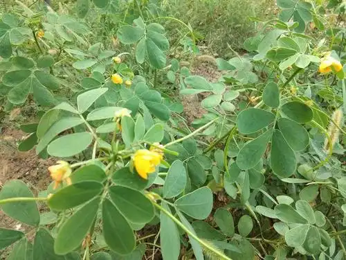 野外有一植物叫"蛇灭门",这种农村野外很多见的,为啥这么厉害