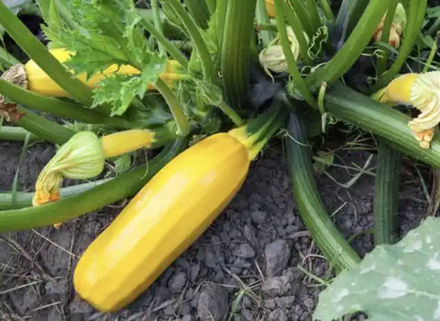 农村田地里,有1种植物"珍贵",俗称"香蕉瓜",比香蕉值钱!