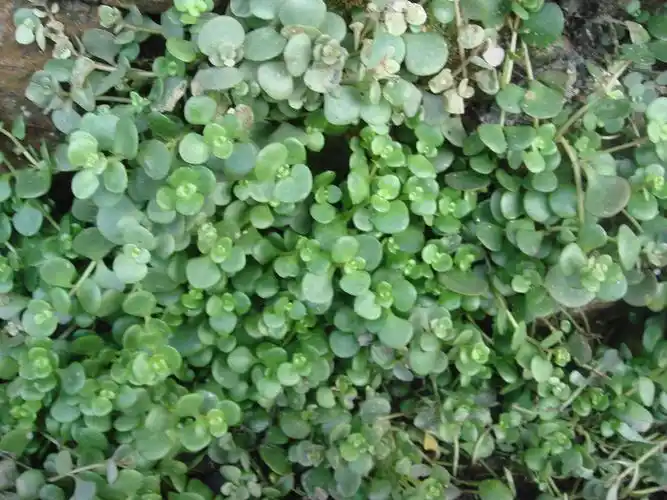 蛇绕灵(圆叶景天)捣烂与鸡蛋清一起从外往里掸