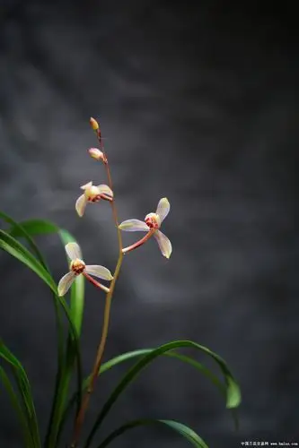 今年阳台觉得开的最美的一盆建兰.