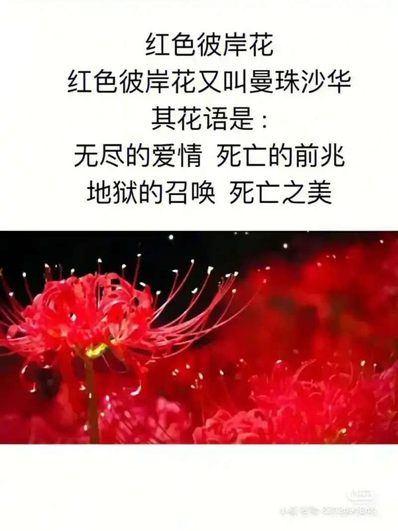 紫色彼岸花是不存在的 适意生生不息的希望 紫色彼岸花的花语: - 抖音