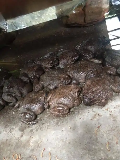 [石蛙批发] 本合作社长年供应原生态养殖石蛙价格100元/斤 10斤起批