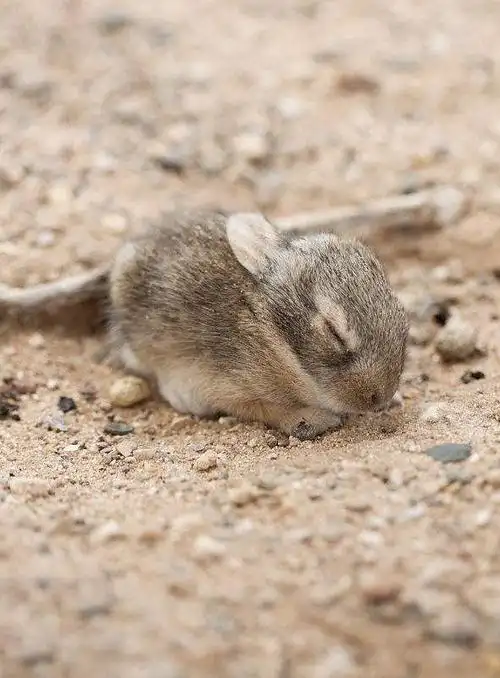 兔形目·古兔亚科·棉尾兔属:墨西哥棉尾兔(幼崽)