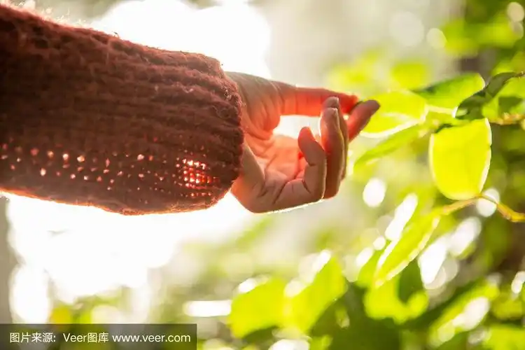用手触摸森林中的绿叶,阳光的细节
