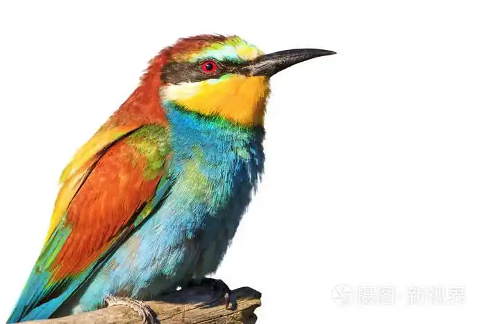 羽毛上的鸟儿鲜艳的颜色