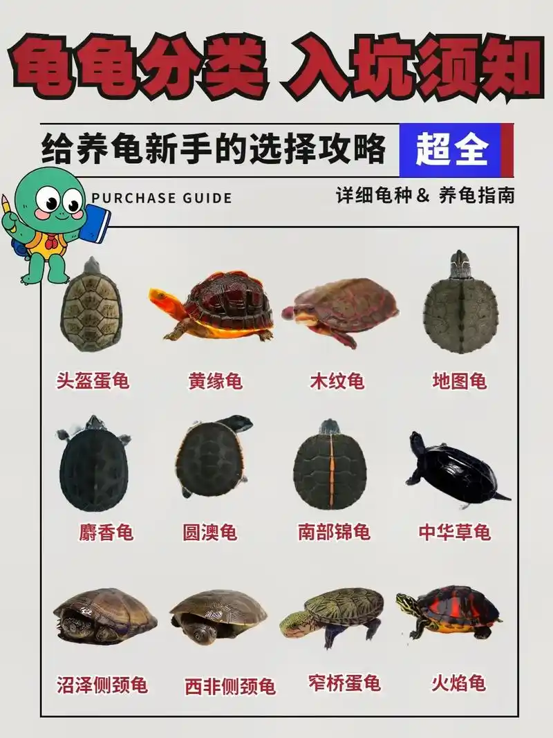 乌龟分类 新手养龟知识分享.最近和养龟的朋友聊天,发现在入坑 - 抖音