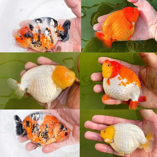 6-8厘米精品搭配颜色兰寿2条