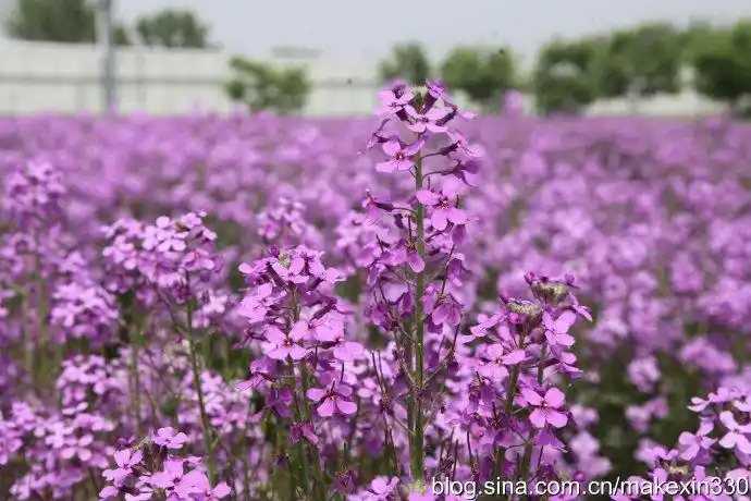 参观·河北省保定市狼牙山紫色油菜花,玫瑰花基地.