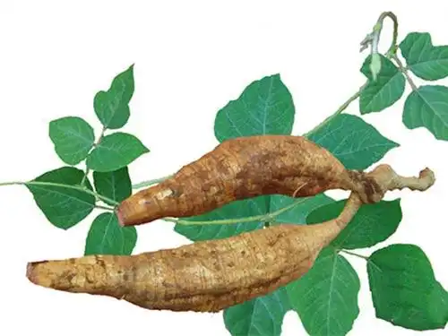 葛根叶的作用与功效_葛根块的功效与作用及禁忌_葛根对女性功效与作用