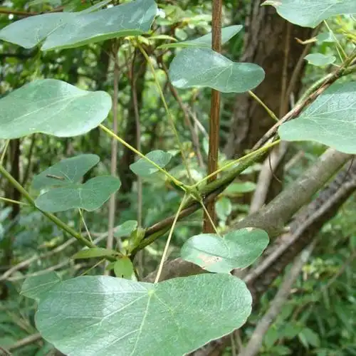 秤钩风-中草药-中医馆【独尊健康中医大数据系统】