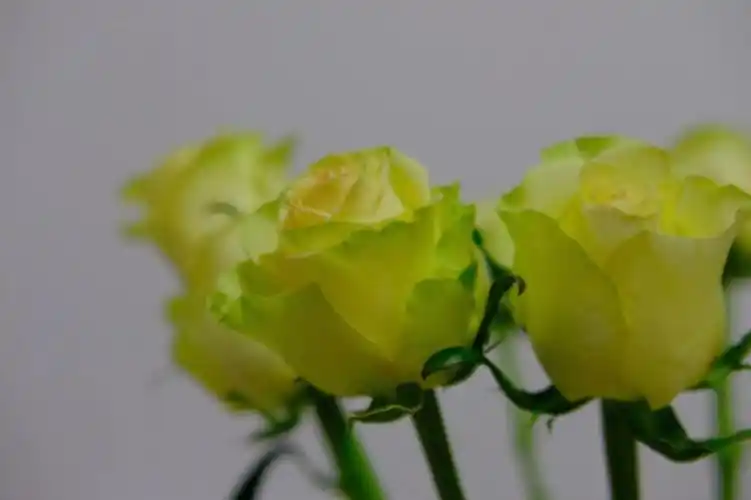 养花日记琉璃翠